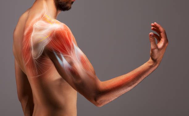 კუნთების გასაზრდელად ხორცის ჭამა არაა საჭირო – კვლევა