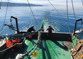 შავი ზღვის საქართველოს აკვატორიაში ეკოსისტემის შესწავლის კვლევები მიმდინარეობს