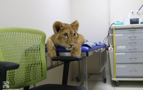 „უყვარს ფანჯრიდან ჩიტების ყურება, თათბირებზე დასწრება…“ – თბილისის ზოოპარკი „შანის“ შესახებ ახალ ინფორმაციას ავრცელებს