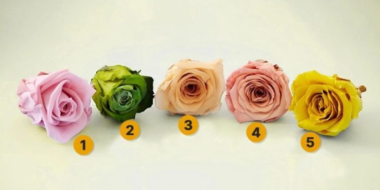 აირჩიეთ ვარდი და გაიგეთ, რამდენად უძლებთ სტრესს – სახალისო ტესტი