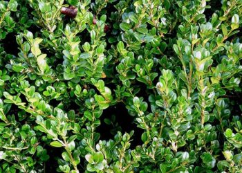 ქვეყანაში ბზის მოჭრაზე კონტროლი მკაცრდება