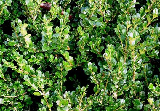 ქვეყანაში ბზის მოჭრაზე კონტროლი მკაცრდება