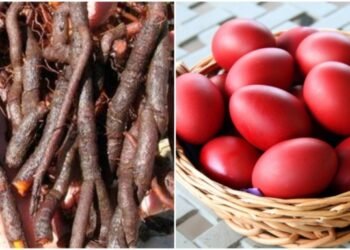 დააკვირდით, ფესვები არ ჰქონდეს დაობებული და არ შეჰყვეს მიწა – სპეციალისტის რჩევა ენდროს შეძენისას