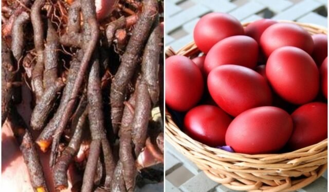 დააკვირდით, ფესვები არ ჰქონდეს დაობებული და არ შეჰყვეს მიწა – სპეციალისტის რჩევა ენდროს შეძენისას