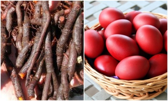 დააკვირდით, ფესვები არ ჰქონდეს დაობებული და არ შეჰყვეს მიწა – სპეციალისტის რჩევა ენდროს შეძენისას