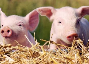 ესტონეთის ქალაქ ტარტუში „გოჭების ჭყივილის” ჩემპიონატი გაიმართა