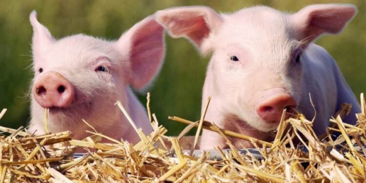 ესტონეთის ქალაქ ტარტუში „გოჭების ჭყივილის” ჩემპიონატი გაიმართა